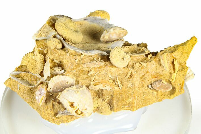 Miniature Fossil Cluster (Ammonites, Brachiopods) - France #364265